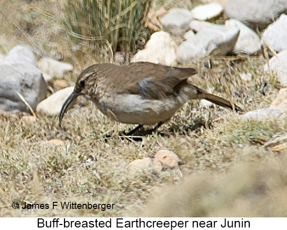 Buff-breasted Earthcreeper - © James F Wittenberger and Exotic Birding LLC