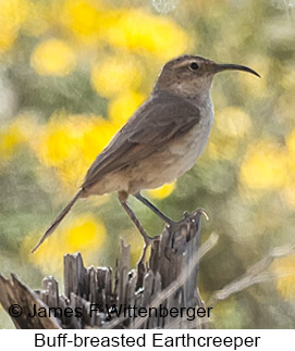 Buff-breasted Earthcreeper - © James F Wittenberger and Exotic Birding LLC