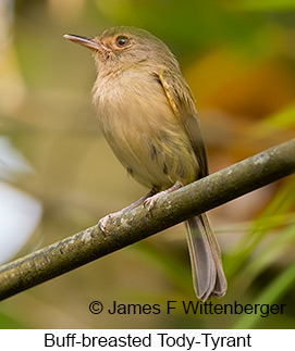 Buff-breasted Tody-Tyrant - © James F Wittenberger and Exotic Birding LLC