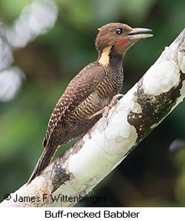 Buff-necked Woodpecker - © James F Wittenberger and Exotic Birding LLC