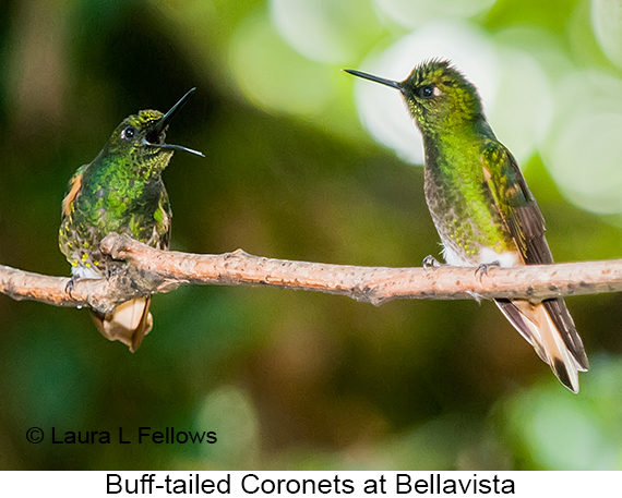 Buff-tailed Coronet - © James F Wittenberger and Exotic Birding LLC