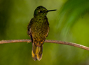 Buff-tailed Coronet - &copy; Laura L Fellows and Exotic Birding Tours