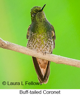 Buff-tailed Coronet - © Laura L Fellows and Exotic Birding LLC