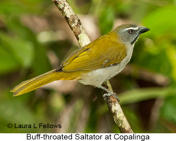 Buff-throated Saltator - © James F Wittenberger and Exotic Birding LLC