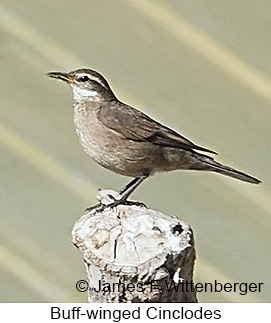 Buff-winged Cinclodes - © James F Wittenberger and Exotic Birding LLC