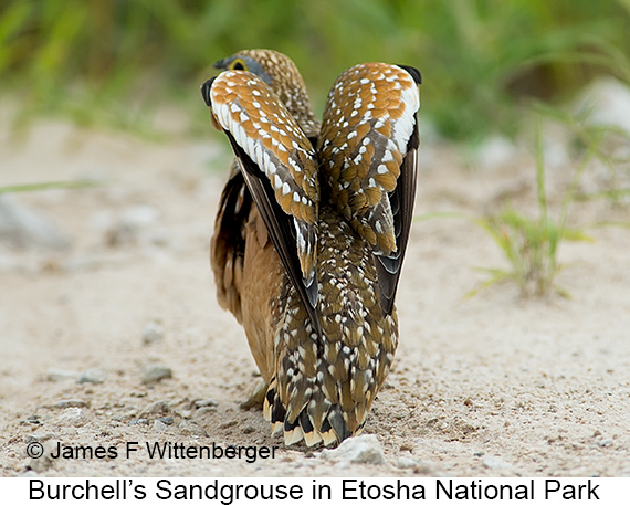 Burchell's Sandgrouse - © James F Wittenberger and Exotic Birding LLC
