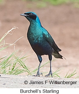 Burchell's Starling - © James F Wittenberger and Exotic Birding LLC