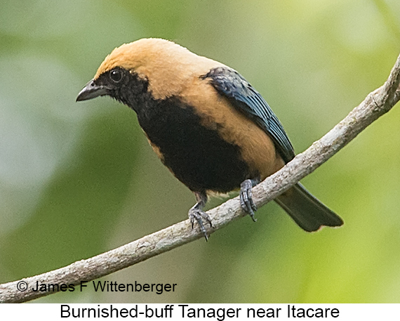 Burnished-buff Tanager - © James F Wittenberger and Exotic Birding LLC