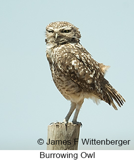 Burrowing Owl - © James F Wittenberger and Exotic Birding LLC