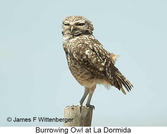 Burrowing Owl - © James F Wittenberger and Exotic Birding LLC