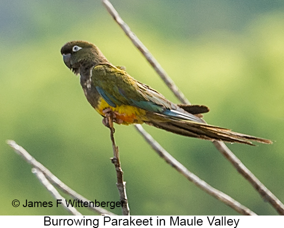 Burrowing Parakeet - © James F Wittenberger and Exotic Birding LLC