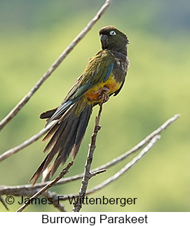 Burrowing Parakeet - © James F Wittenberger and Exotic Birding LLC