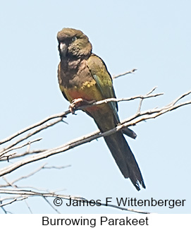 Burrowing Parakeet - © James F Wittenberger and Exotic Birding LLC