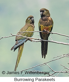 Burrowing Parakeet - © James F Wittenberger and Exotic Birding LLC