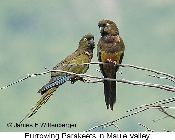 Burrowing Parakeet - © James F Wittenberger and Exotic Birding LLC