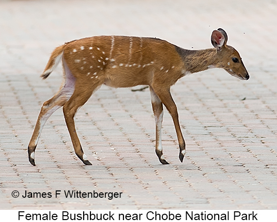 Bushbuck - © James F Wittenberger and Exotic Birding LLC