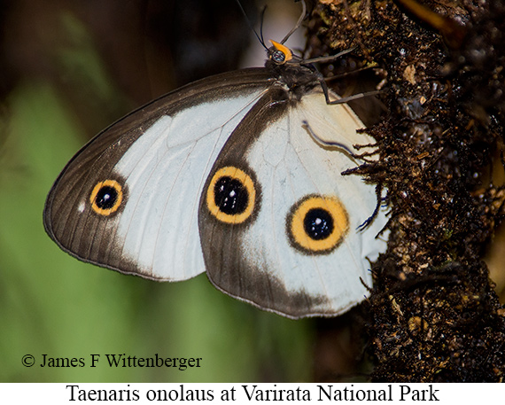 Butterfly-taenaris Onolaus - © James F Wittenberger and Exotic Birding LLC
