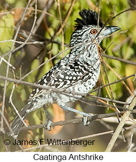 Caatinga Antshrike - © James F Wittenberger and Exotic Birding LLC