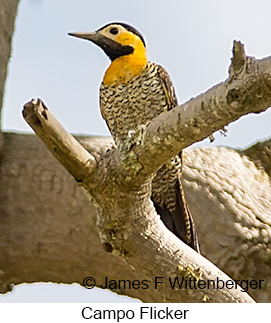 Campo Flicker - © James F Wittenberger and Exotic Birding LLC