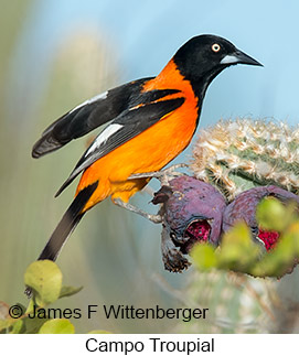 Campo Troupial - © James F Wittenberger and Exotic Birding LLC