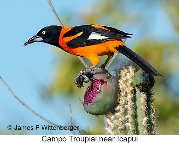 Campo Troupial - © James F Wittenberger and Exotic Birding LLC