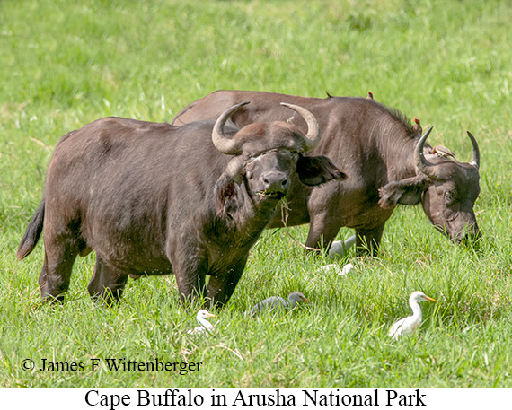 Cape Buffalo - © James F Wittenberger and Exotic Birding LLC