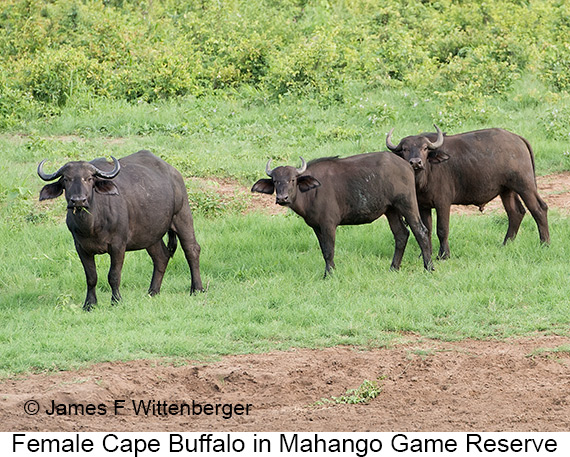 Cape-buffalo Female - © James F Wittenberger and Exotic Birding LLC