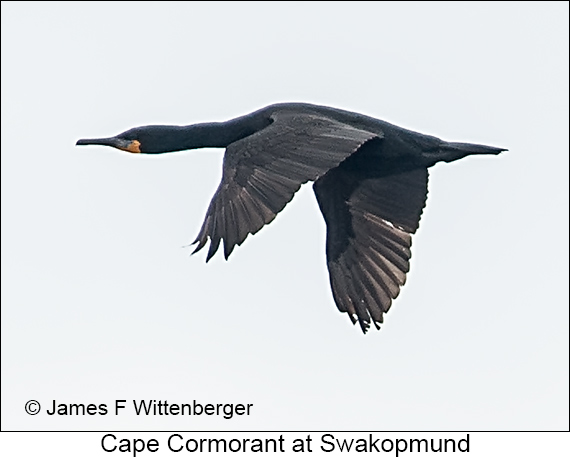 Cape Cormorant - © James F Wittenberger and Exotic Birding LLC