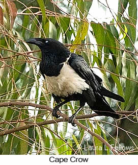 Cape Crow - © Laura L Fellows and Exotic Birding LLC