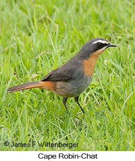 Cape Robin-Chat - © James F Wittenberger and Exotic Birding LLC