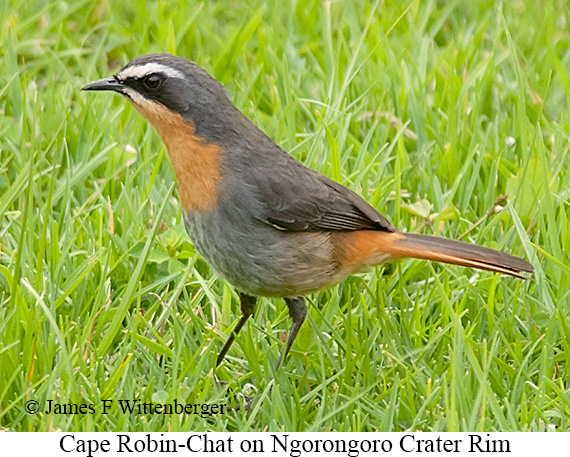 Cape Robin-Chat - © James F Wittenberger and Exotic Birding LLC