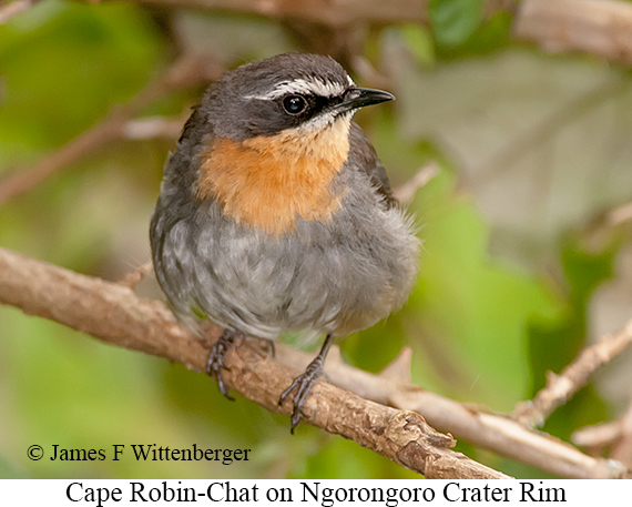 Cape Robin-Chat - © James F Wittenberger and Exotic Birding LLC