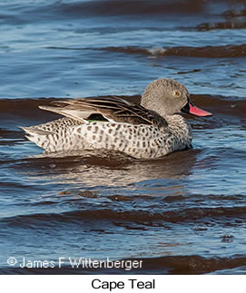 Cape Teal - © James F Wittenberger and Exotic Birding LLC