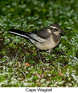 Cape Wagtail - © Laura L Fellows and Exotic Birding LLC