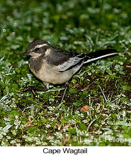 Cape Wagtail - © Laura L Fellows and Exotic Birding LLC