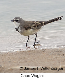 Cape Wagtail - © James F Wittenberger and Exotic Birding LLC