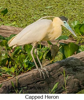 Capped Heron - © Laura L Fellows and Exotic Birding LLC
