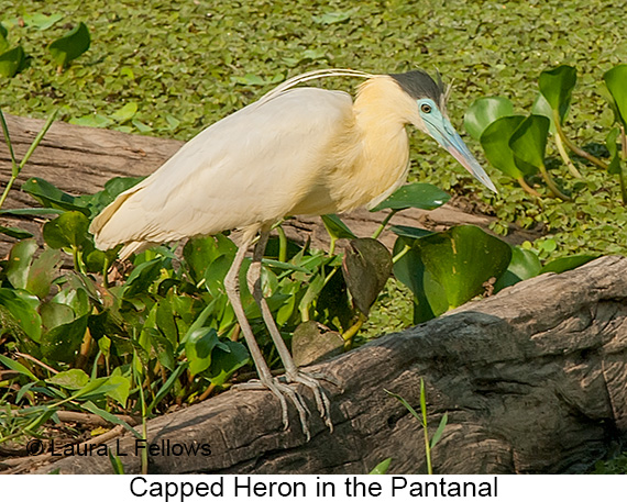 Capped Heron - © Laura L Fellows and Exotic Birding LLC