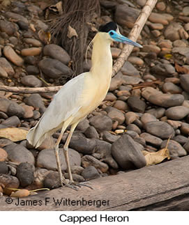 Capped Heron - © James F Wittenberger and Exotic Birding LLC