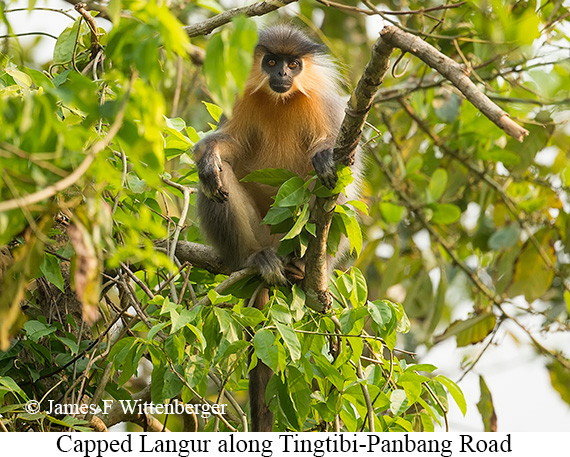 Capped Langur - © James F Wittenberger and Exotic Birding LLC