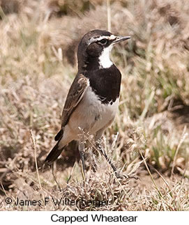 Capped Wheatear - © James F Wittenberger and Exotic Birding LLC