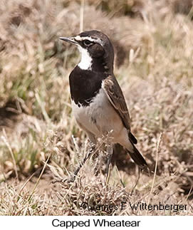 Capped Wheatear - © James F Wittenberger and Exotic Birding LLC
