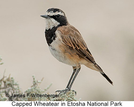 Capped Wheatear - © James F Wittenberger and Exotic Birding LLC
