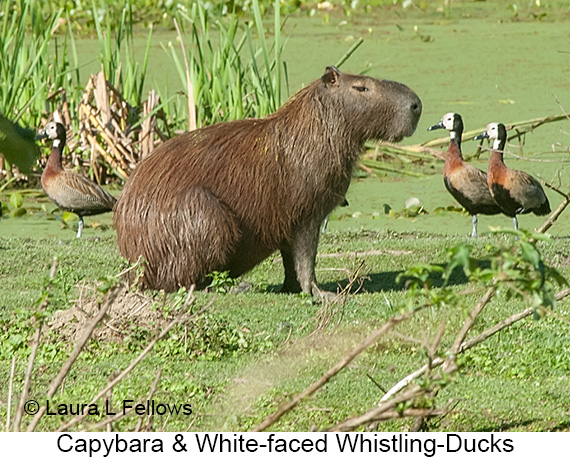 Capybara - © James F Wittenberger and Exotic Birding LLC
