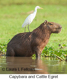 Capybara - © Laura L Fellows and Exotic Birding LLC