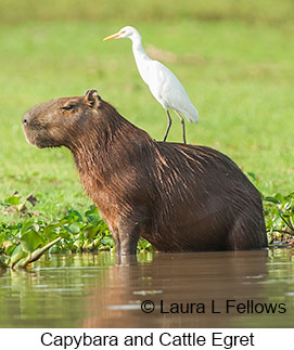 Capybara - © Laura L Fellows and Exotic Birding LLC