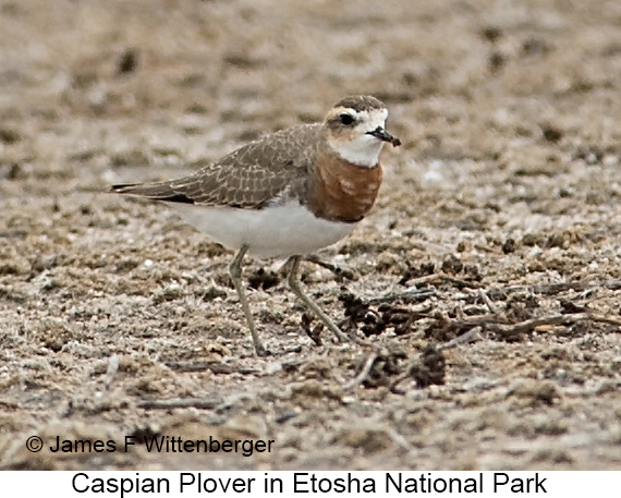 Caspian Plover - © James F Wittenberger and Exotic Birding LLC