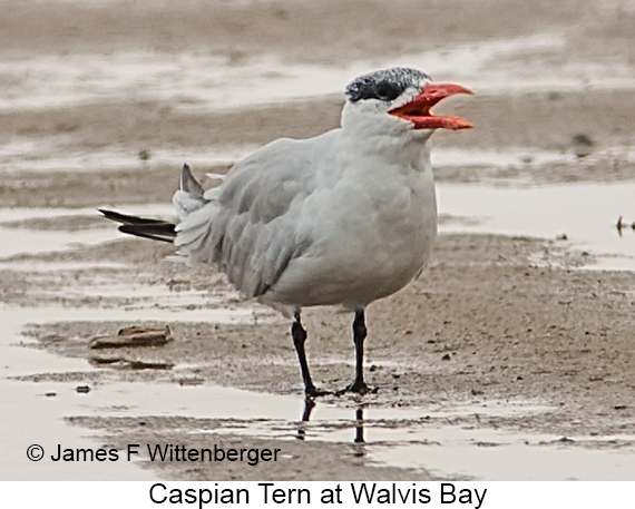 Caspian Tern - © James F Wittenberger and Exotic Birding LLC