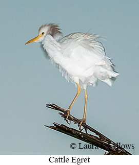 Cattle Egret - © Laura L Fellows and Exotic Birding LLC