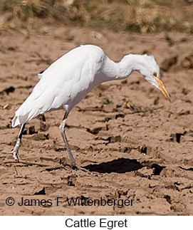 Cattle Egret - © James F Wittenberger and Exotic Birding LLC